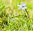 Blaustern