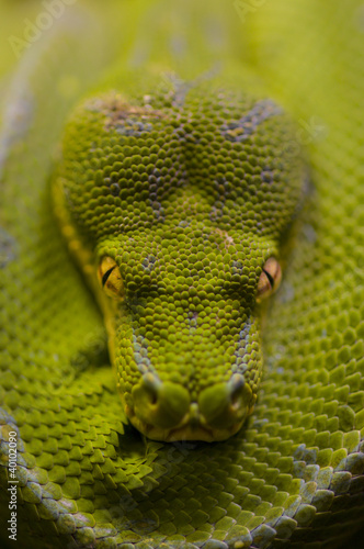 Photo: Green python Green python