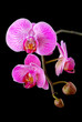rosy beautiful orchid branch isolated on black background