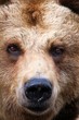 Braunbär