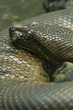 anaconda snake anaconda snake