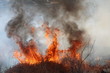 Forest Fire Flames 5