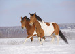 pinto horses in winter
