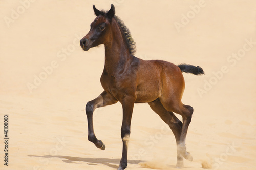 Photo: Dark brown arabian foal in desert Dark brown arabian foal in desert