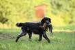 Münsterländer mit Hase