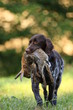 Münsterländer Jagdhund mit Hase