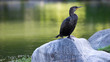 Gray duck