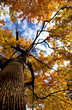Herbstbaum
