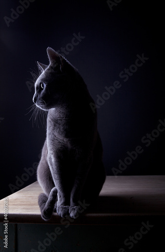 Photo: Russisch Blau Russisch Blau