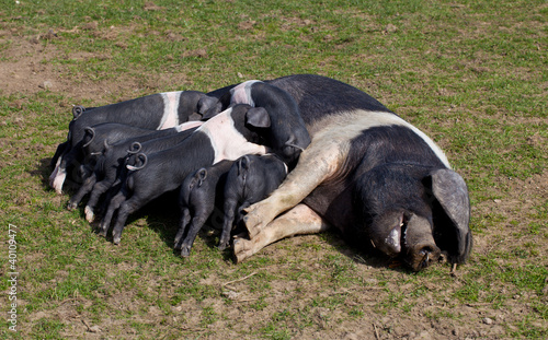Photo: Saddleback pig with piglets feeding Saddleback pig with piglets feeding
