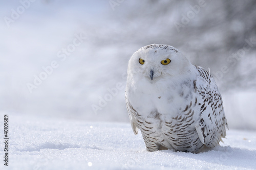 Photo: snowy owl sitting on the snow snowy owl sitting on the snow