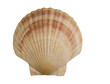 seashell isolated