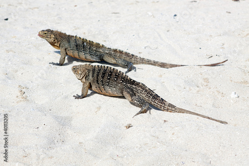 Photo: Cyclura nubila, Cuban rock iguana, or Cuban ground iguana Cyclura nubila, Cuban rock iguana, or Cuban ground iguana