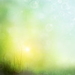 background of grass. bokeh