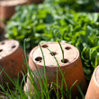Pot et potager