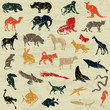 Animal2