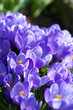 Crocus