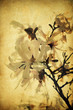 Grunge magnolia flowers