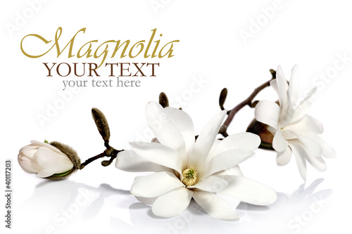 Photo: Magnolia flowers border Magnolia flowers border