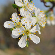 Fiori di pero di primavera