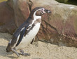 Humboldt Penguin (Spheniscus humboldti)
