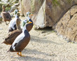 Spectacled Eider (Somateria fischeri)
