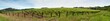 panoramica di un vigneto nelle terre del Piemonte in Italia panoramica di un vigneto nelle terre del Piemonte in Italia