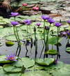 Teich mit tropischen Seerosen
