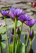 Blaue tropische Seerosen
