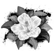 Hibiscus Flower Drawing on white background Hibiscus Flower Drawing on white background