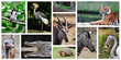 Composition animaux