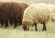 Sheeps on a meadow