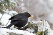 Amselmaennchen (Turdus merula)