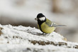 Kohlmeise (Parus major)