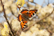 Kleiner Fuchs