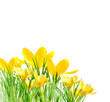 yellow crocuses in the grass