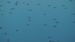 Water skaters Water strider in river Water skaters Water strider in river
