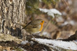 Rotkehlchen (Erithacus rubecula)