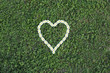 coeur de pâquerettes