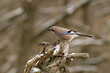 Eichelhäher (Garrullus glandarius)