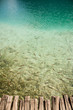 Fish in the crystal clear Plitvitse lake, Croatia