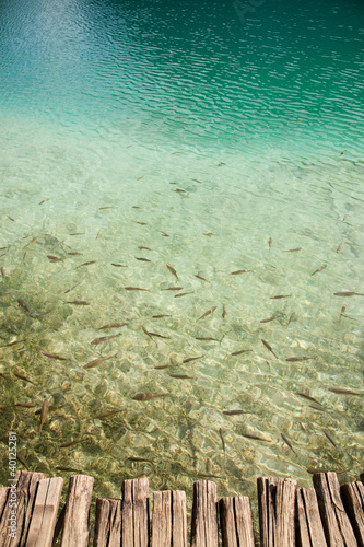 Foto: Fish in the crystal clear Plitvitse lake, Croatia Fish in the crystal clear Plitvitse lake, Croatia