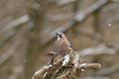 Eichelhäher (Garrulus glandarius)