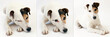 Le Jack Russell Terrier
