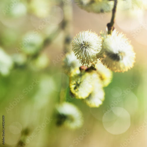 Photo: Flowering Pussy Willow Flowering Pussy Willow