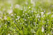 sparkling grass