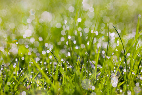 Photo: sparkling grass sparkling grass