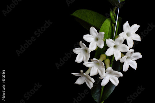 Photo: Stephanotis flower Stephanotis flower