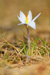 Foto: Crocus reticulatus Crocus reticulatus