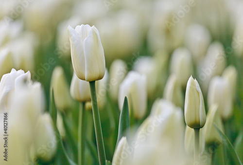 Photo: Field of white tulips during spring Field of white tulips during spring